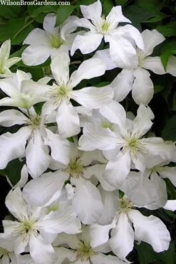 John Huxtable Clematis - 1 Gallon Pot -Home Bloom Garden clematis john huxtable 3