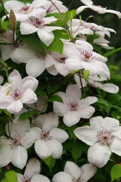 John Paul II Clematis - 1 Gallon Pot 12 John Paul II Clematis - 1 Gallon Pot -Home Bloom Garden clematis john paul II 11