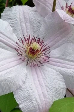 John Paul II Clematis - 1 Gallon Pot 11 John Paul II Clematis - 1 Gallon Pot -Home Bloom Garden clematis john paul II 12