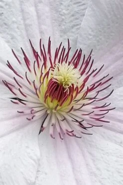 John Paul II Clematis - 1 Gallon Pot 13 John Paul II Clematis - 1 Gallon Pot -Home Bloom Garden clematis john paul II 5