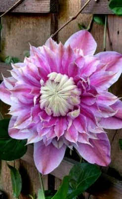 Josephine Clematis - 1 Gallon Pot -Home Bloom Garden clematis josephine 13