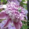 Josephine Clematis - 1 Gallon Pot -Home Bloom Garden clematis josephine 16