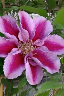 Killian Donahue Clematis - 1 Gallon Pot -Home Bloom Garden clematis killian donahue 1