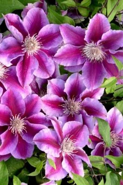 Killian Donahue Clematis - 1 Gallon Pot -Home Bloom Garden clematis killian donahue 2