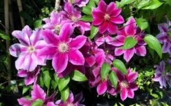 Killian Donahue Clematis - 1 Gallon Pot -Home Bloom Garden clematis killian donahue 3