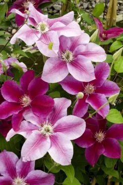 Killian Donahue Clematis - 1 Gallon Pot -Home Bloom Garden clematis killian donahue 4