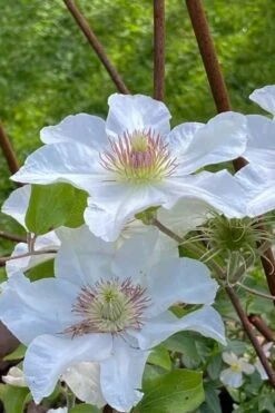 Kitty Clematis - 1 Gallon Pot -Home Bloom Garden clematis kitty 1