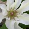 Kitty Clematis - 1 Gallon Pot -Home Bloom Garden clematis kitty 14
