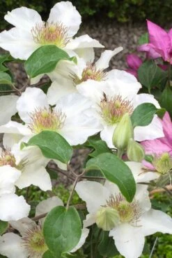 Kitty Clematis - 1 Gallon Pot -Home Bloom Garden clematis kitty 3