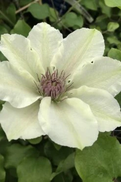 Kitty Clematis - 1 Gallon Pot -Home Bloom Garden clematis kitty 4