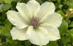 Kitty Clematis - 1 Gallon Pot -Home Bloom Garden clematis kitty 8