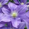 Lady Northcliffe Clematis - 1 Gallon Pot -Home Bloom Garden clematis lady northcliffe 1