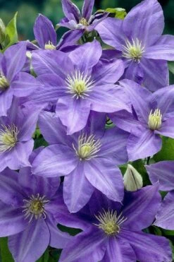 Lady Northcliffe Clematis - 1 Gallon Pot -Home Bloom Garden clematis lady northcliffe 2