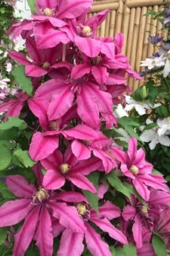 Liberation Clematis - 1 Gallon Pot -Home Bloom Garden clematis liberation 4