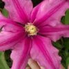 Liberation Clematis - 1 Gallon Pot 1 Liberation Clematis - 1 Gallon Pot -Home Bloom Garden clematis liberation 5
