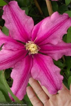 Liberation Clematis - 1 Gallon Pot