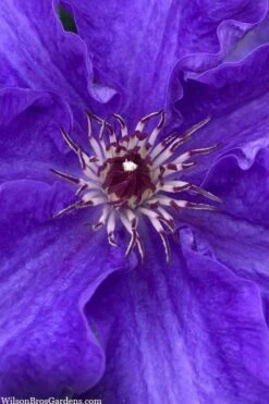 Lindsay Clematis - 1 Gallon Pot -Home Bloom Garden clematis lindsay 5