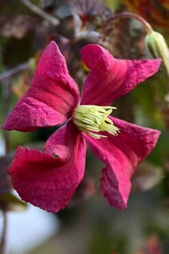 Madame Julia Correvon Clematis - 1 Gallon Pot -Home Bloom Garden clematis madame julia correvon 10