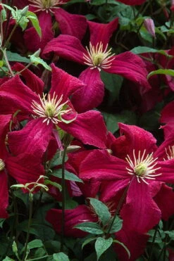 Madame Julia Correvon Clematis - 1 Gallon Pot -Home Bloom Garden clematis madame julia correvon 7