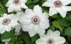 Miss Bateman Clematis - 1 Gallon Pot -Home Bloom Garden clematis miss bateman 2 800x500 1