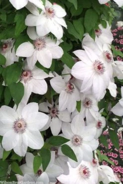 Miss Bateman Clematis - 1 Gallon Pot -Home Bloom Garden clematis miss bateman 20