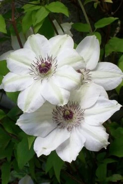 Miss Bateman Clematis - 1 Gallon Pot -Home Bloom Garden clematis miss20bateman 3 500x750 1