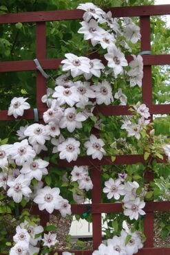 Miss Bateman Clematis - 1 Gallon Pot -Home Bloom Garden clematis miss20bateman 4 500x750 1