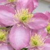 Montana Elizabeth Clematis - 1 Gallon Pot -Home Bloom Garden clematis montana elizabeth 10