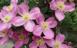 Montana Elizabeth Clematis - 1 Gallon Pot -Home Bloom Garden clematis montana elizabeth 2