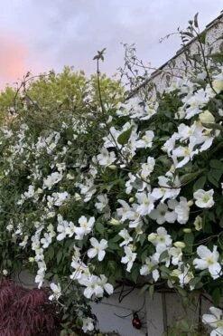 Grandiflora Montana Clematis - 1 Gallon Pot -Home Bloom Garden clematis montana grandiflora 1