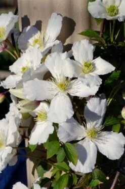 Grandiflora Montana Clematis - 1 Gallon Pot -Home Bloom Garden clematis montana grandiflora 9