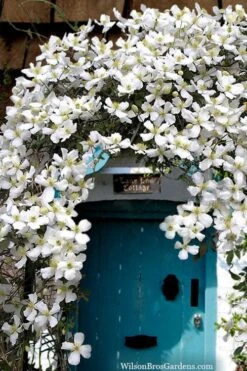 Grandiflora Montana Clematis - 1 Gallon Pot -Home Bloom Garden clematis montana grandiflora20copy