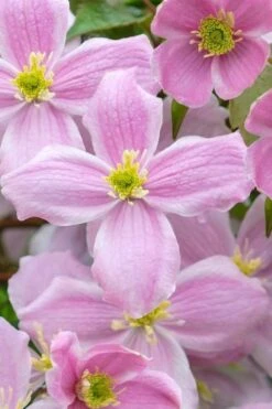 Mayleen Montana Clematis - 1 Gallon Pot -Home Bloom Garden clematis montana mayleen 1