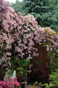 Mayleen Montana Clematis - 1 Gallon Pot -Home Bloom Garden clematis montana mayleen 12