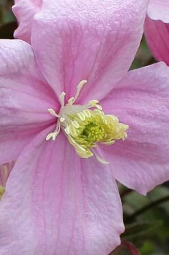 Mayleen Montana Clematis - 1 Gallon Pot -Home Bloom Garden clematis montana mayleen 4