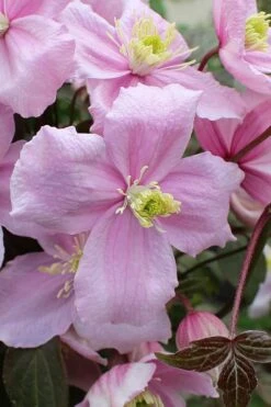 Mayleen Montana Clematis - 1 Gallon Pot -Home Bloom Garden clematis montana mayleen 5