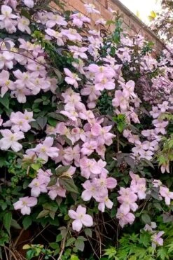 Mayleen Montana Clematis - 1 Gallon Pot -Home Bloom Garden clematis montana mayleen 6