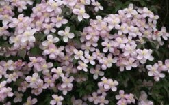 Montana Rubens Clematis - 1 Gallon Pot -Home Bloom Garden clematis montana rubens 12