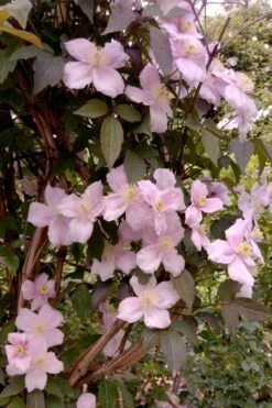Montana Rubens Clematis - 1 Gallon Pot -Home Bloom Garden clematis montana rubens 6