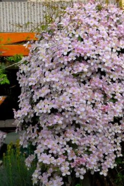 Montana Rubens Clematis - 1 Gallon Pot -Home Bloom Garden clematis montana rubens 8