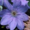 Mrs. Cholmondeley Clematis - 1 Gallon Pot -Home Bloom Garden clematis mrs cholmondeley 11
