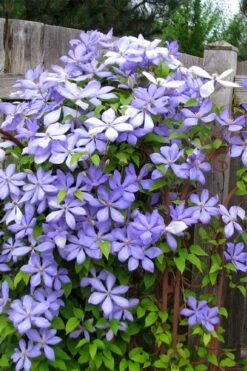 Mrs. Cholmondeley Clematis - 1 Gallon Pot -Home Bloom Garden clematis mrs cholmondeley 2
