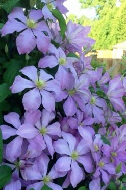 Mrs. Cholmondeley Clematis - 1 Gallon Pot -Home Bloom Garden clematis mrs cholmondeley 8