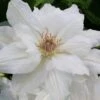 Mrs. George Jackman Clematis - 1 Gallon Pot -Home Bloom Garden clematis mrs george jackman 10