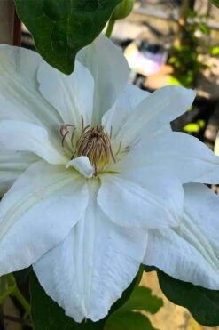 Mrs. George Jackman Clematis - 1 Gallon Pot -Home Bloom Garden clematis mrs george jackman 5