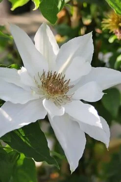 Mrs. George Jackman Clematis - 1 Gallon Pot -Home Bloom Garden clematis mrs george jackman 9