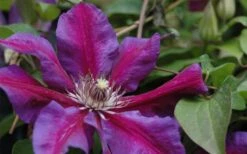 Mrs. Norman Thompson Clematis - 1 Gallon Pot -Home Bloom Garden clematis mrs n thompson 1