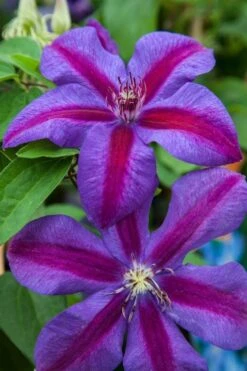 Mrs. Norman Thompson Clematis - 1 Gallon Pot -Home Bloom Garden clematis mrs n thompson 7