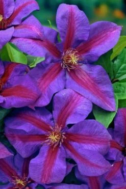 Mrs. Norman Thompson Clematis - 1 Gallon Pot -Home Bloom Garden clematis mrs norman thompson 20