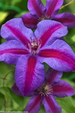 Mrs. Norman Thompson Clematis - 1 Gallon Pot -Home Bloom Garden clematis mrs norman thompson 21